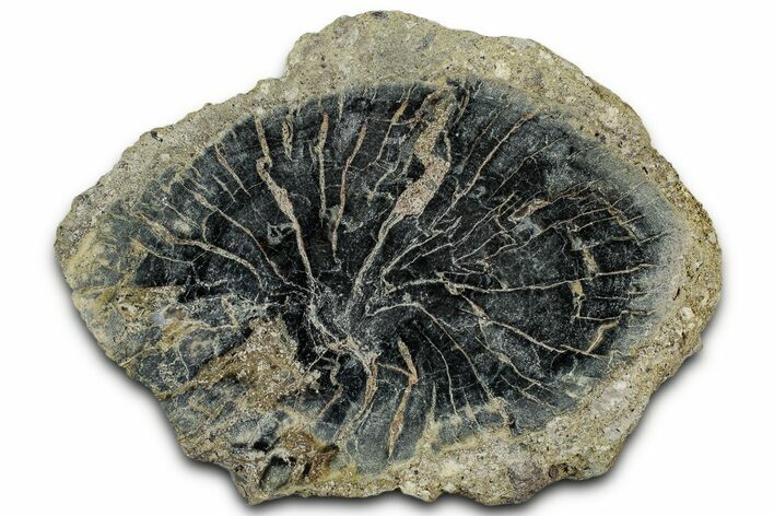 Polished Petrified Wood Limb End-Cut - Indonesia #329281